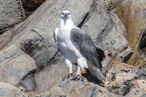 Kangaroo Island Ocean Safari - Snorkeling Safari - Accommodation Yamba 4