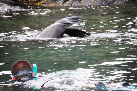 Kangaroo Island Ocean Safari - Snorkeling Safari - Accommodation Yamba 5