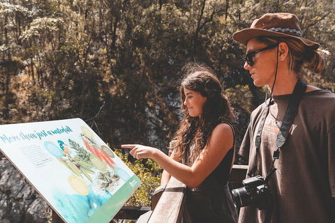 Springbrook AndTamborine Rainforest Tour Incl Natural Bridge And Glow Worm Cave - Accommodation Yamba 0