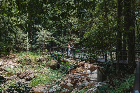 Springbrook AndTamborine Rainforest Tour Incl Natural Bridge And Glow Worm Cave - Accommodation Yamba 3