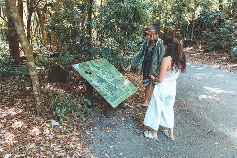 Springbrook AndTamborine Rainforest Tour Incl Natural Bridge And Glow Worm Cave - Accommodation Yamba 5