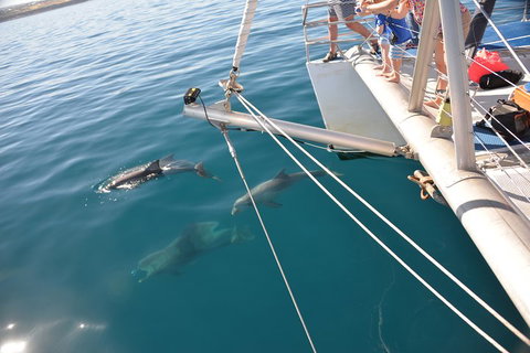 Dolphin Cruise From Adelaide With Optional Dolphin Swim - Accommodation Yamba 1
