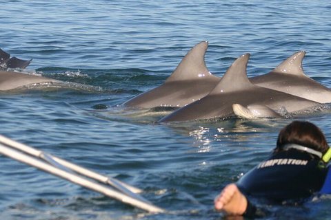 Dolphin Cruise From Adelaide With Optional Dolphin Swim - Accommodation Yamba 2