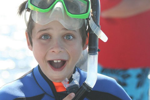 Dolphin Cruise From Adelaide With Optional Dolphin Swim - Accommodation Yamba 3