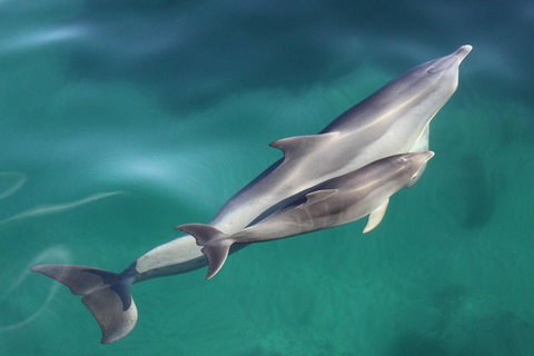 Dolphin Cruise From Adelaide With Optional Dolphin Swim - Accommodation Yamba 4