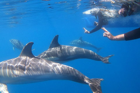 Dolphin Cruise From Adelaide With Optional Dolphin Swim - Accommodation Yamba 5