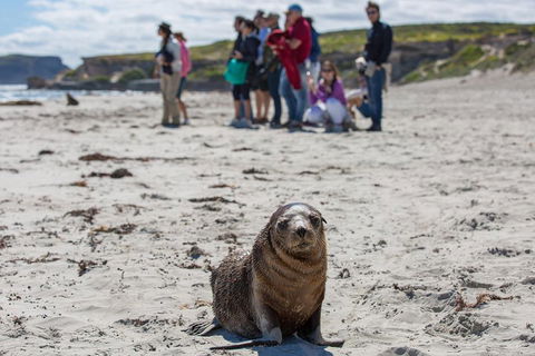 Kangaroo Island In A Day Tour From Adelaide - Accommodation Yamba 0