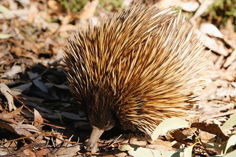 Kangaroo Island In A Day Tour From Adelaide - Accommodation Yamba 2