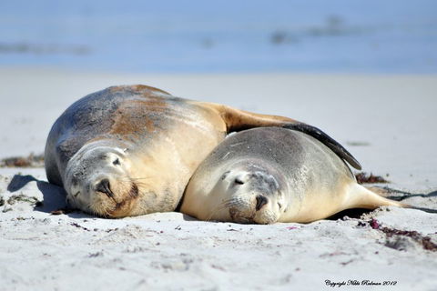 NEW TOUR - Kangaroo Island Road To Recovery Tour (1 Day/1 Night) - Accommodation Yamba 1