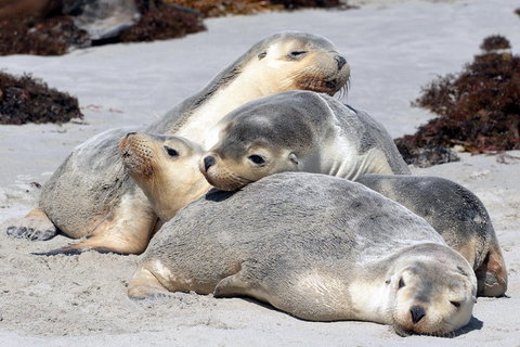 Small-Group Kangaroo Island 4WD Tour From Adelaide - Accommodation Yamba 1