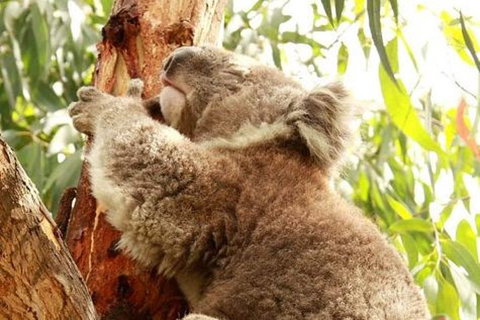 Small-Group Phillip Island Day Trip From Melbourne - Accommodation Yamba 0