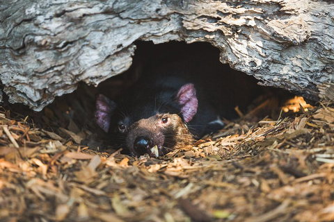 Small-Group Phillip Island Day Trip From Melbourne - Accommodation Yamba 1