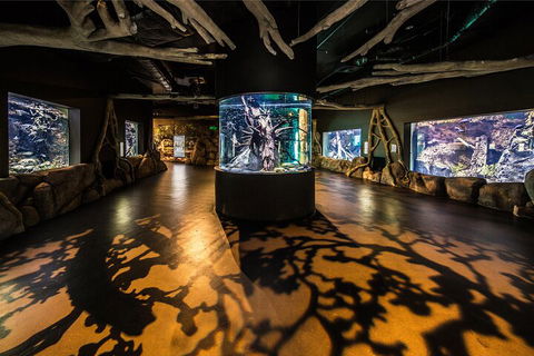 Cairns Aquarium Tour By Twilight With Drink And Appetiser - Accommodation Yamba 1