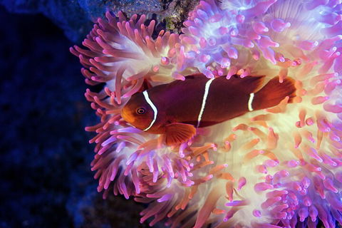 Cairns Aquarium Tour By Twilight With Drink And Appetiser - Accommodation Yamba 5