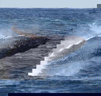 Whale Watching by Sea World Cruises - Accommodation Yamba