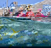 Outer Reef Pontoon Experience from Cairns - Accommodation Yamba