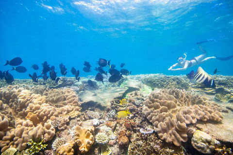 Outer Reef Pontoon Experience From Cairns - Accommodation Yamba 4