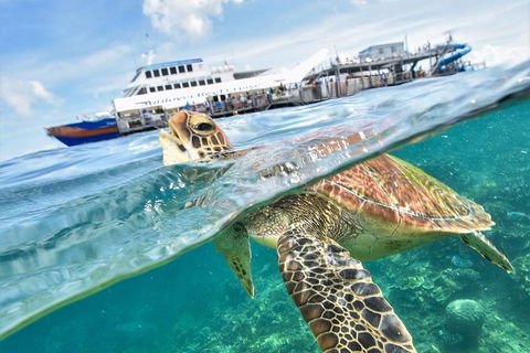 Outer Reef Pontoon Experience From Cairns - Accommodation Yamba 5