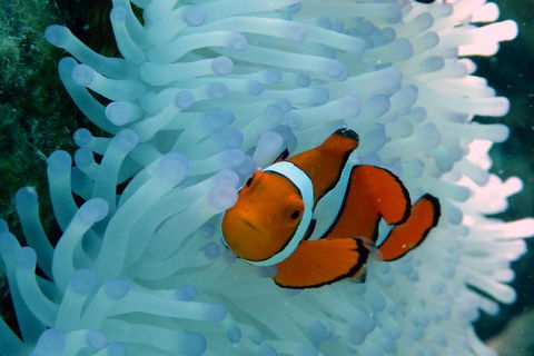 Seastar Luxury Outer Great Barrier Reef Island And Reef Tour From Cairns - Accommodation Yamba 0