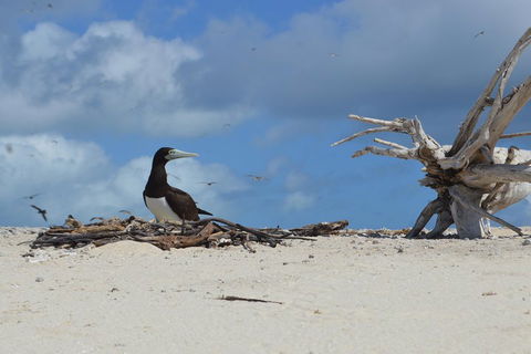 Seastar Luxury Outer Great Barrier Reef Island And Reef Tour From Cairns - Accommodation Yamba 1