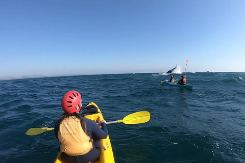 Kayaking With Dolphins In Byron Bay Guided Tour - Accommodation Yamba 3
