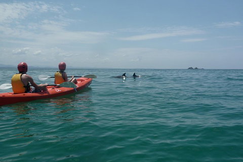 Kayaking With Dolphins In Byron Bay Guided Tour - Accommodation Yamba 4