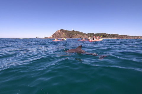 Kayaking With Dolphins In Byron Bay Guided Tour - Accommodation Yamba 5