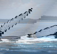 Hervey Bay Whale Watching Cruise - Accommodation Yamba