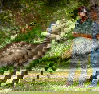 Great Ocean Road 2 Day Highlights Tour and sunset 12 Apostles - Accommodation Yamba