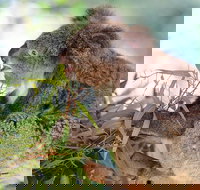 Blue Mountains Private Tour with Kangaroos  Koala Encounter - Accommodation Yamba