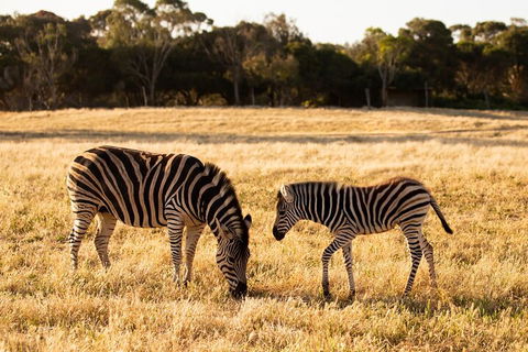 Sunset Safari At Werribee Open Range Zoo - Accommodation Yamba 3