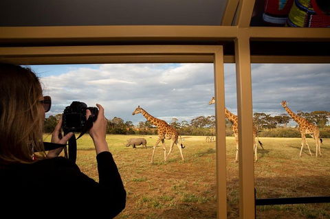 Sunset Safari At Werribee Open Range Zoo - Accommodation Yamba 4