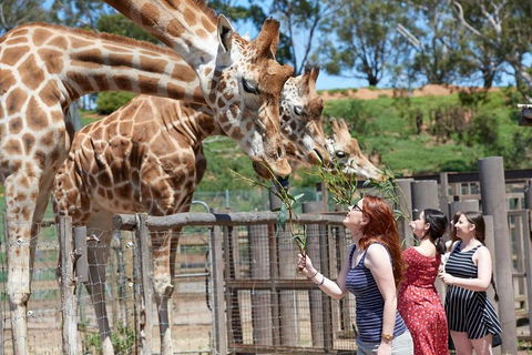 Slumber Safari At Werribee Open Range Zoo - Accommodation Yamba 3