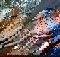 African Cat Encounter at Werribee Open Range Zoo - Accommodation Yamba