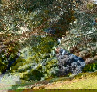 Early Morning Savannah Experience - Accommodation Yamba