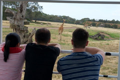Off-Road Safari At Werribee Open Range Zoo - Accommodation Yamba 4