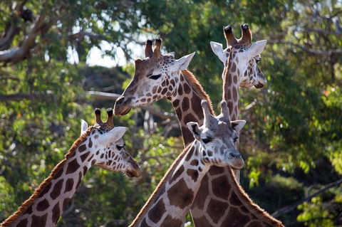 Werribee Open Range Zoo General Admission Ticket - Accommodation Yamba 0