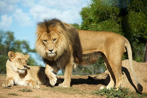 Werribee Open Range Zoo General Admission Ticket - Accommodation Yamba 1