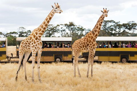 Werribee Open Range Zoo General Admission Ticket - Accommodation Yamba 2