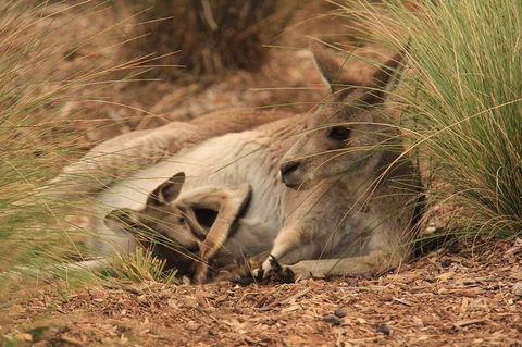 Werribee Open Range Zoo General Admission Ticket - Accommodation Yamba 3