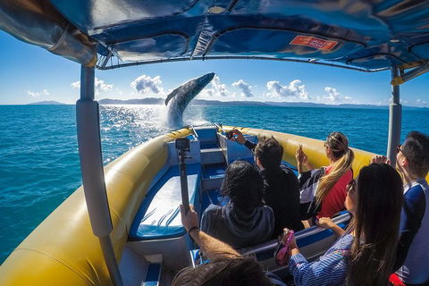 Ocean Rafting Tour To Whitehaven Beach, Hill Inlet Lookout & Top Snorkel Spots - Accommodation Yamba 4