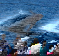 Tangalooma Island Resort Whale Watching Day Cruise - Accommodation Yamba
