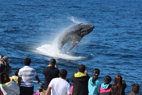 Tangalooma Island Resort Whale Watching Day Cruise With Dolphin Viewing - Accommodation Yamba 1