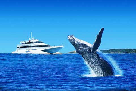 Tangalooma Island Resort Whale Watching Day Cruise With Dolphin Viewing - Accommodation Yamba 2