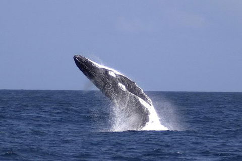 Tangalooma Island Resort Whale Watching Day Cruise With Dolphin Viewing - Accommodation Yamba 4