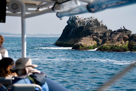 Julian Rocks Byron Bay Cruise - Accommodation Yamba 2