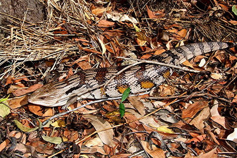 Hartley's Crocodile Adventures General Entry Ticket - Accommodation Yamba 5