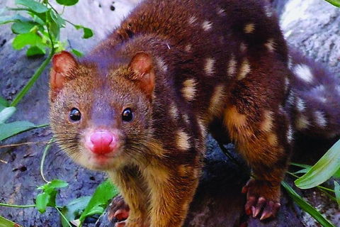 Hartley's Crocodile Adventures Breakfast With The Koalas - Accommodation Yamba 2