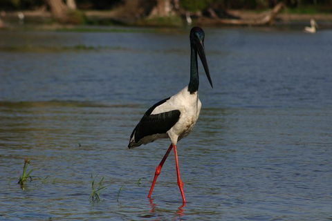 Litchfield And Jumping Crocodiles Full Day Trip From Darwin - Accommodation Yamba 1