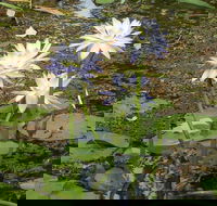 Yellow Water Cruise - Kakadu - Accommodation Yamba